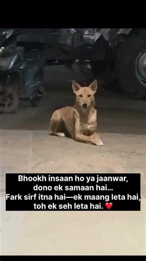 The silent pain of street dogs in India 🥺💔#short #dog