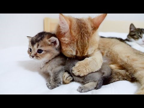 The time for family gathering before bedtime is too happy