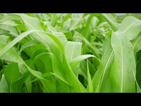 Green Leaves, Green Plants, Corn Leaves, Leaves, Nature, Background video, 4k,VJ Loop,Video Footage