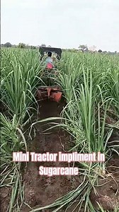 Mini Tractor Best Use In Sugarcane Impliment #new