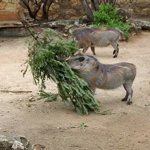 6.2M views · 11K reactions | Makena and Mtima went hog wild for their enrichment! They’re certainly tree lovers!  | San Antonio Zoo | Facebook