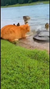 Gato Valiente Defiende Patitos Mira cómo el coraje de un gato salva a los patitos del peligro. #fblifestyle #AI Generated using Kling AI . . . (Sólo con fines de entretenimiento. Consulte a profesionales si se presentan orientaciones sobre actividades. Si se muestra alguna marca, no implica ninguna afiliación. Si se inspiran en hechos reales, pueden incluirse adaptaciones creativas. El contenido puede incluir imágenes públicas.) | Fabiosa Fitness España
