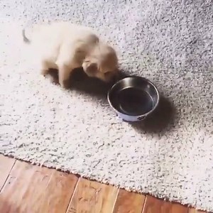 493K views · 32K reactions |  | Little&Cute | Facebook