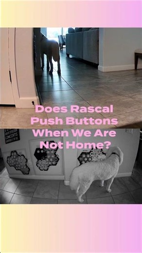 Does Rascal Push Buttons When We Are Not Home? #talkingdog #fluentpet