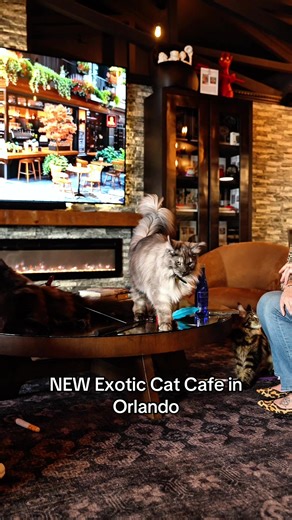 Discover Orlando's Newest Cat Cafe Experience