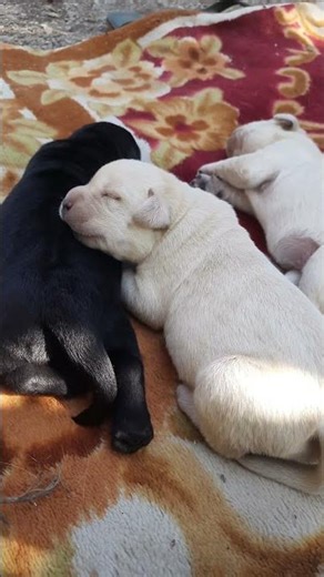 Our newborn Labrador puppies adventure!