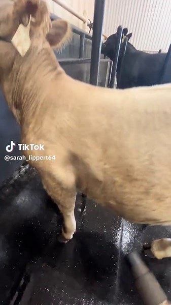 Bath Time Thoughts of a Brock Welsh Cattle
