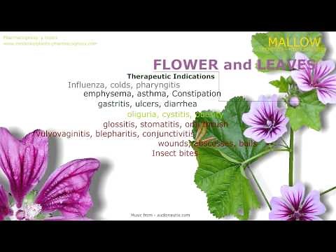 Mallow. Health benefits of the Malva Sylvestris (Mallow plant)