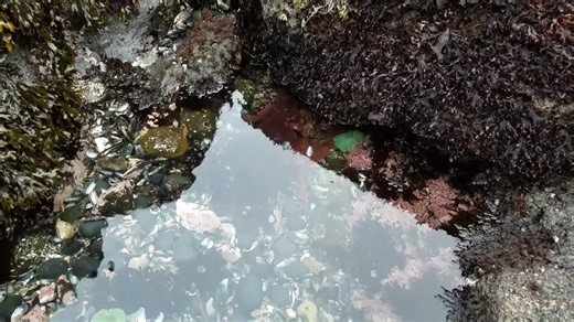 219K views · 5K reactions | The ocean’s master of disguise shows off its skills. We can’t get enough of this red octopus exploring the tidepools at Yaquina Head, Oregon. This remarkable creature blends into its surroundings by changing both its skin color and texture. Watch for the transformation near the end of the video. Video by Luke Smith / Bureau of Land Management | U.S. Department of the Interior | Facebook