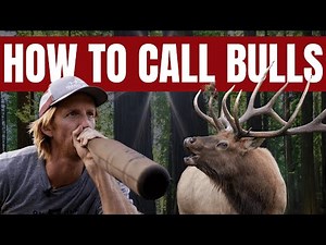 Elk Bugling Tips: Calls You Should Master