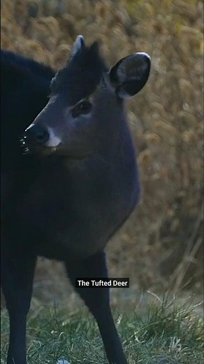 Tufted Deer – The Fanged Forest Deer