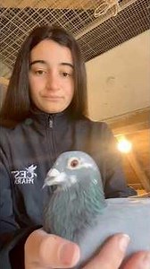 Breeding for the future 🕊️✨ Laraly reveals her top Janiloft pairs for the 2026 season.