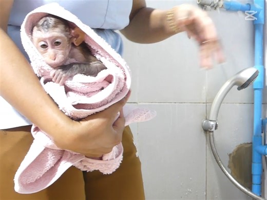 30K views · 480 reactions | Cute Daily Bb Monkey | Monkey Pets | Facebook