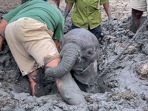 Baby elephants rescued from mud