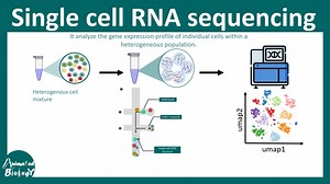 【概览】单细胞测序：技术原理和工作流程 Single cell RNA sequencing overview