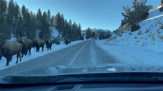 101K views · 7.7K reactions | Happy National Bison Day! This was a “bison jam” in the northern range of Yellowstone a couple of winters ago. | Trent Sizemore Photography | Facebook