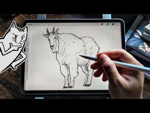 How to draw a Mountain Goat 🐐