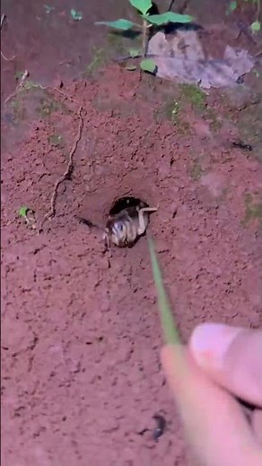 Survival skills venomous ants attack giant cricket #shortvideo #video #animals