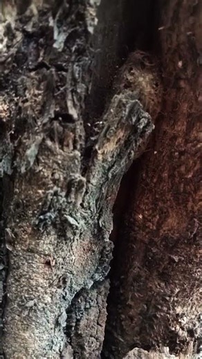 The old tree trunk is full of meaningful scratches.