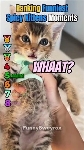 Ranking Funniest Spicy Kitten Core Moments!!!🐱🌶️