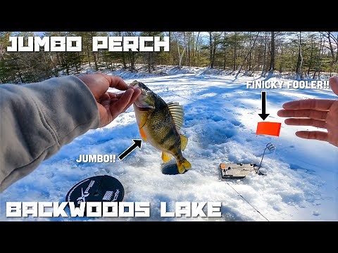 Ice Fishing for Jumbo Perch on a Backwoods Lake in Northern Wisconsin (3-7-2025)
