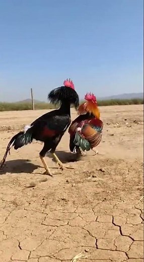 Angry Gamefowl Fighting: Intense Rooster Face-Off in the Wild🐓#shortsfeeds#rooster#roosterfight