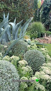 The flowers of the Sedum Autumn Joy are about to change colour from white to pink and they look spectacular #blooms #flowers #beauty #plants #blooms | Brenton Roberts