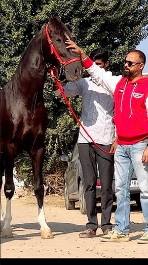 Line breeding and in breeding 🐎