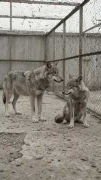Everything you know about Alpha Wolves is a lie 🐺🚫 #wolf #science #nature