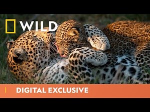 Leopard Cub Takes Her First Steps | Big Cat Week | National Geographic Wild UK