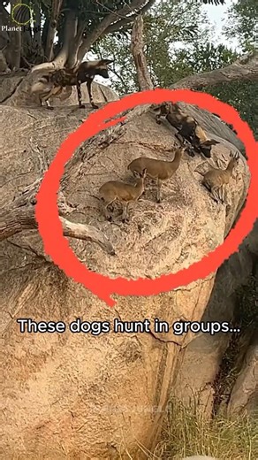 The Brutal Truth: Deadlier Than Lions! 😱 #shorts #wildlife #animalfacts #nature