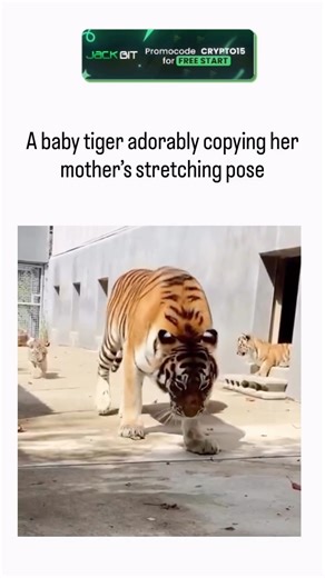 Explainer_Zone on Instagram: "- The video depicts a Sumatran tiger cub mimicking its mother’s yoga-like stretch in a zoo setting, illustrating imitative learning vital for felid development; research in Animal Cognition (2018) confirms big cat cubs copy adults to build motor skills and flexibility for survival. - This 24-second clip, circulating since mid-2025, underscores zoo enrichment practices, where structures mimic natural habitats, though critics note enclosures restrict tigers’ wild rang