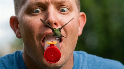 Watch what happens when a hummingbird feeds inches from a human face