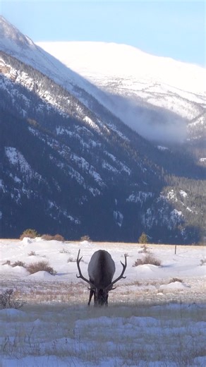 Good Bull Guided Tours on Instagram: "Bull elk feeding in the snow. #elk #bullelk #estespark"