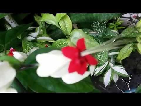 How to propagate Bleeding Heart plant - Clerodendrum thomsoniae