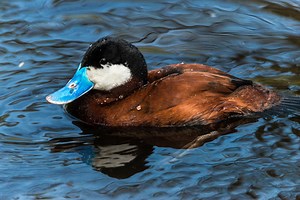 29 Species Of Ducks In Alaska (ID, Calls, Season Guide)
