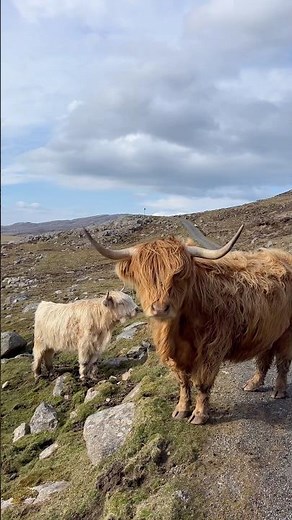 Scottish Highland Cows ❤️ 🏴󠁧󠁢󠁳󠁣󠁴󠁿 #scotland