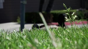 Duck, Nature, Bird. Free Stock Video