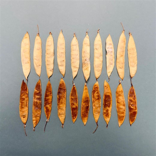Weathered Locust Seed Pods: Nature Collage, Resin Art - 20 Piece - Etsy
