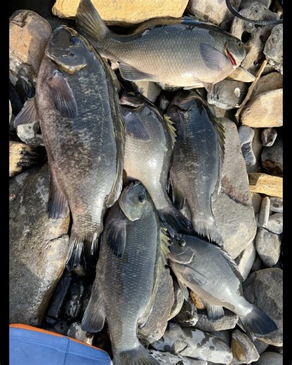 Fishing at Cabrillo Beach | 까브리요 비치 낚시 #shorts #fishing #socalfishing #낚시 #벵에돔 #미국