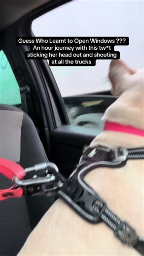 French Bulldog Learns to Open Windows