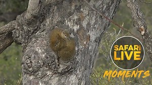 These two tree squirrels demonstrate the best way to stay warm on cold, blustery afternoons. It turns out wrapping your tail about yourself and cuddling up to someone special cures all the winter blues! | Wildearth