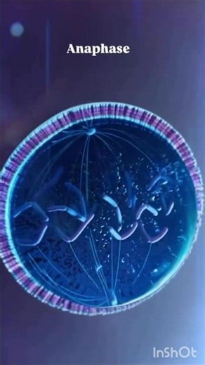 The Magic of Mitosis: A Stunning 3D Journey Through Cell Division 🧬 | Satisfying Biology!