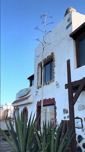 🌵 Agave or Aloe? The Real Plant Behind Tequila Explained