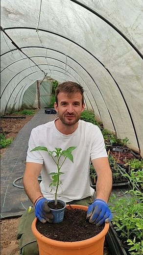 🍅 Planting tomatoes: Bed vs. container? Which is better?