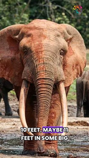 Not All African Elephants Are the Same