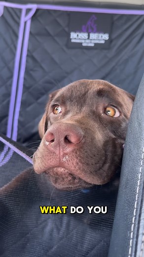 170K views · 32K reactions | Oh how great it is to be a lab 癩 | Guinness The Chocolate Labrador | Facebook