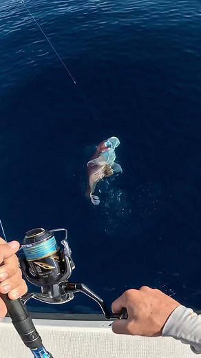 Looking at the reds from above with the simrad showing solid individual fish on an isolated rock I drove over 🔴 check it out on the lasted YT video Link in bio