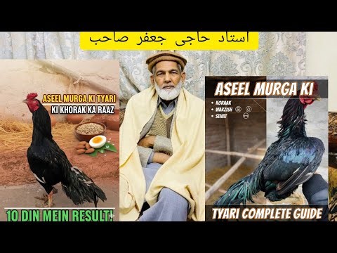 Aseel Murga Ki Tyari + Khorak | Strong Murga Banane Ka Tareeqa