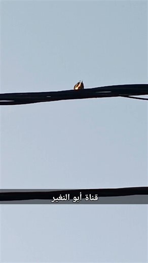 barn swallow - hirondelle rustique - سنونو المخازن